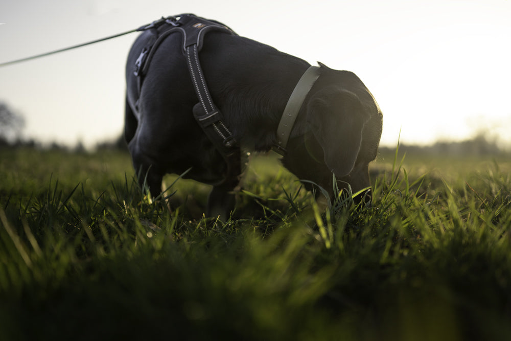 Dein Hund im Fokus: Fotoshooting