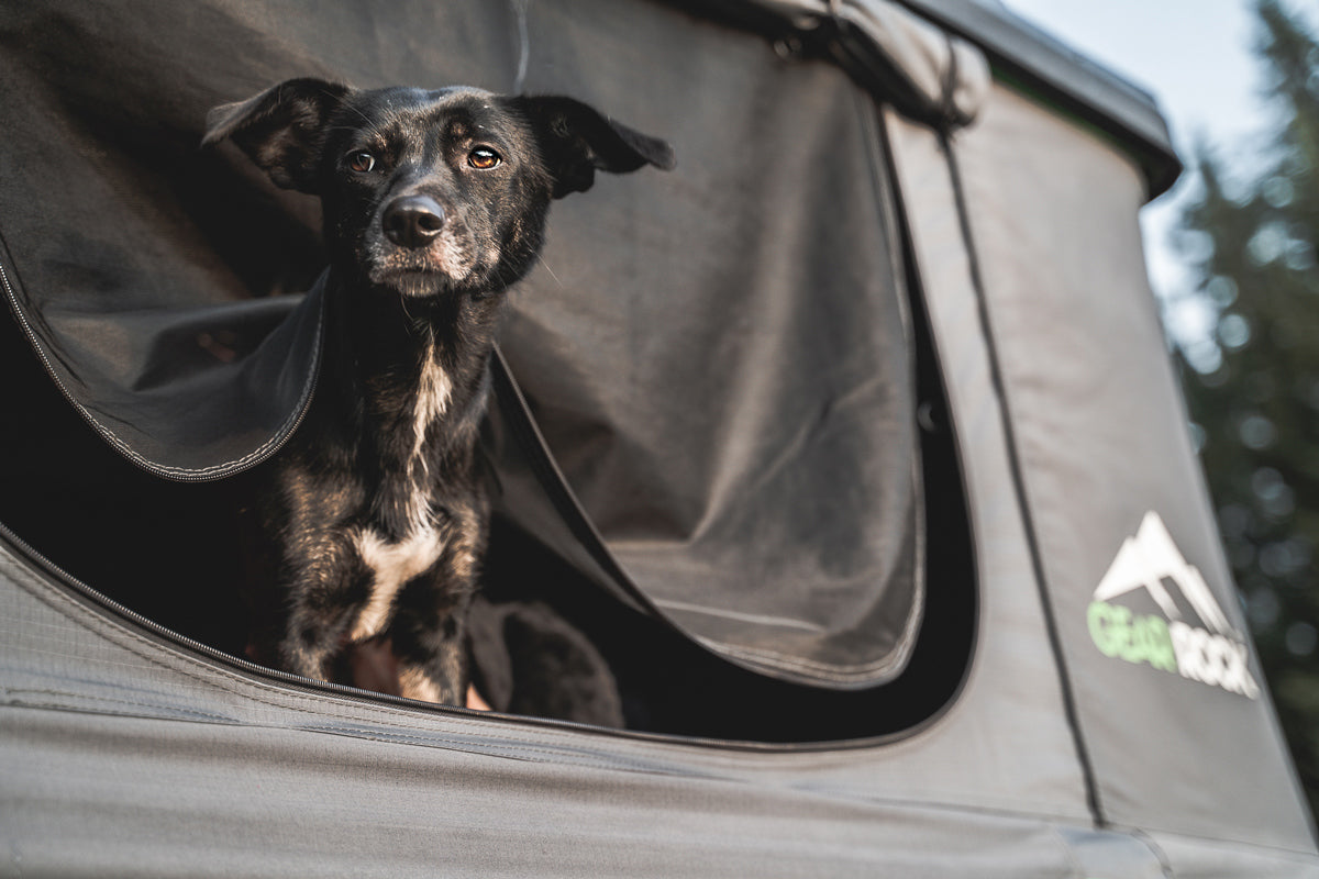 Dein Hund im Fokus: Fotoshooting