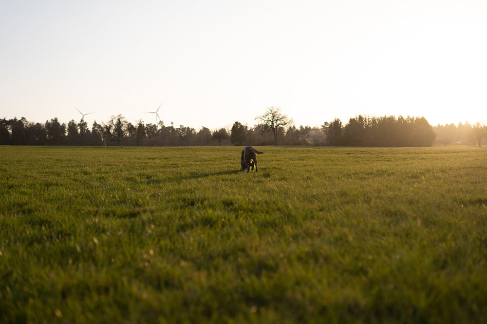 Dein Hund im Fokus: Fotoshooting