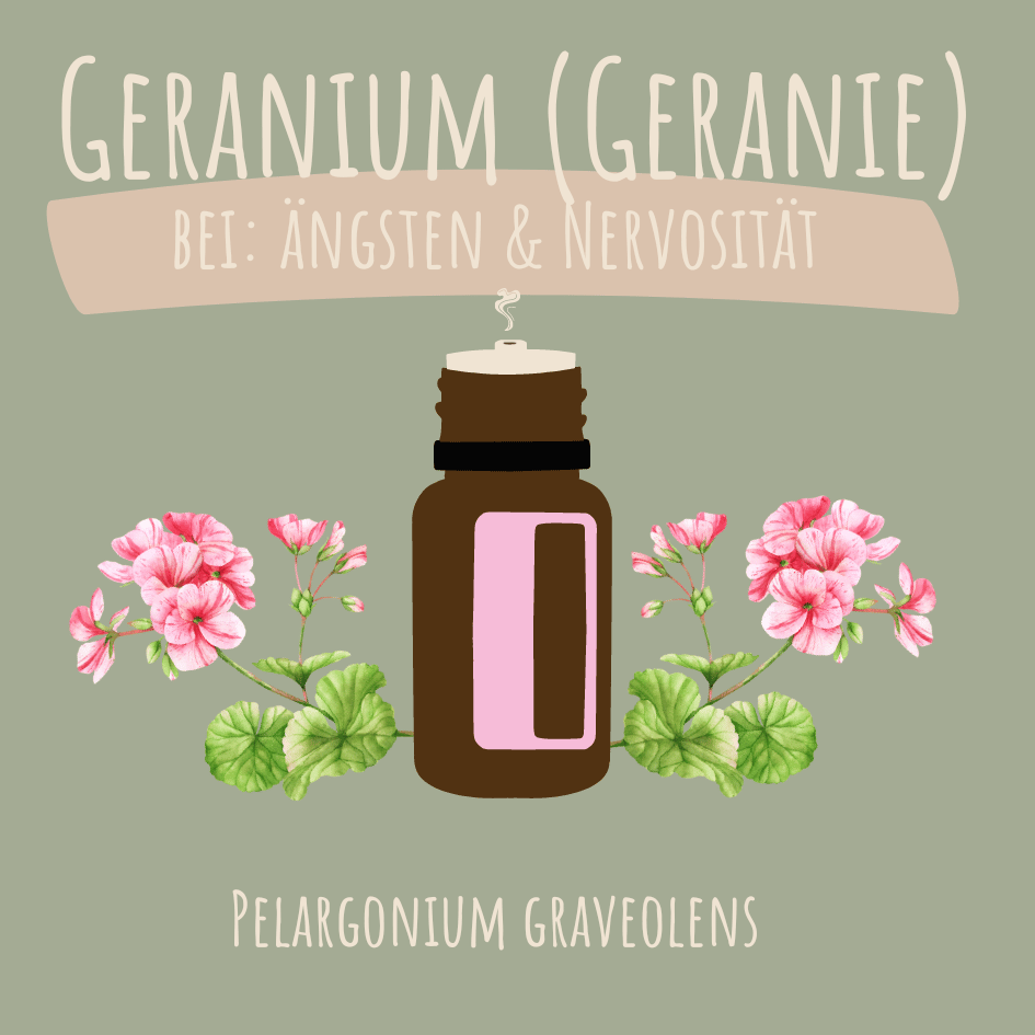 Geranie - ätherisches Öl