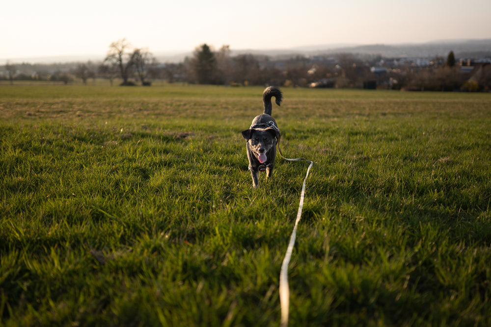 Dein Hund im Fokus: Fotoshooting