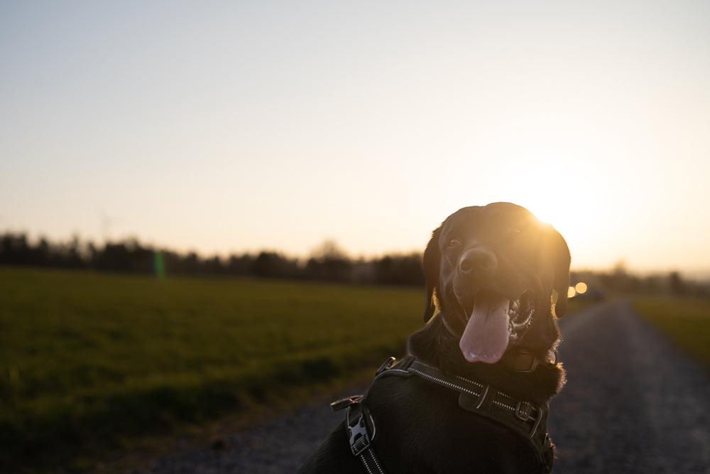 Dein Hund im Fokus: Fotoshooting