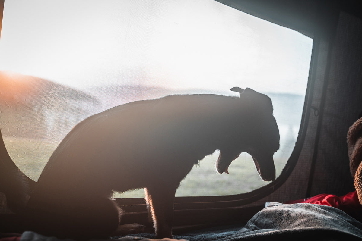 Dein Hund im Fokus: Fotoshooting