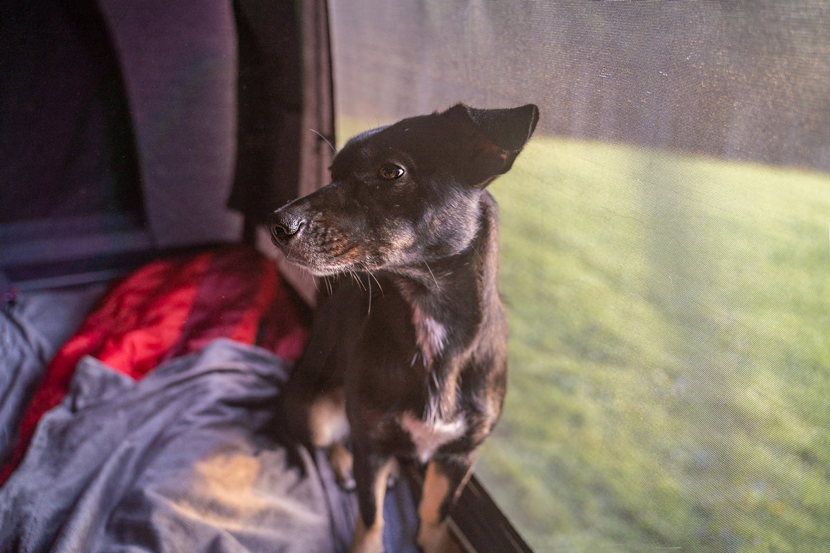 Dein Hund im Fokus: Fotoshooting
