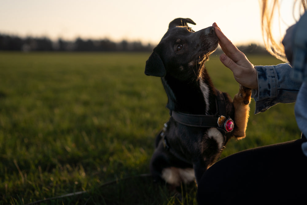 Dein Hund im Fokus: Fotoshooting