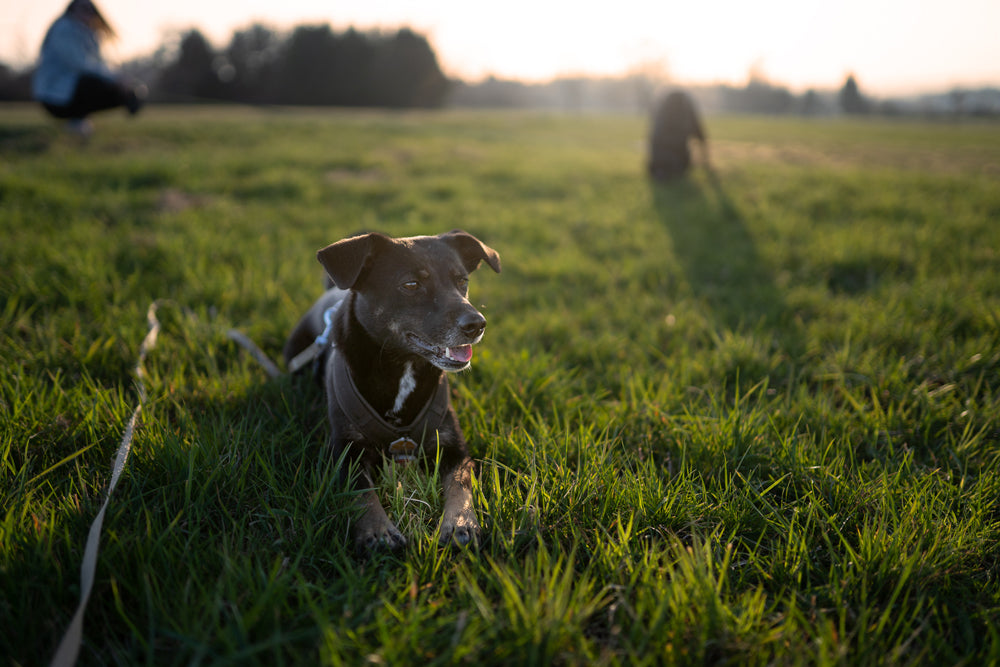 Dein Hund im Fokus: Fotoshooting
