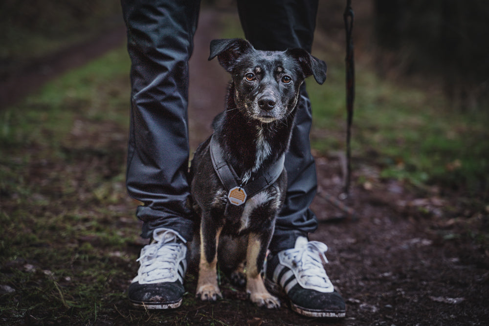 Hunde Fotografin Straubenhardt