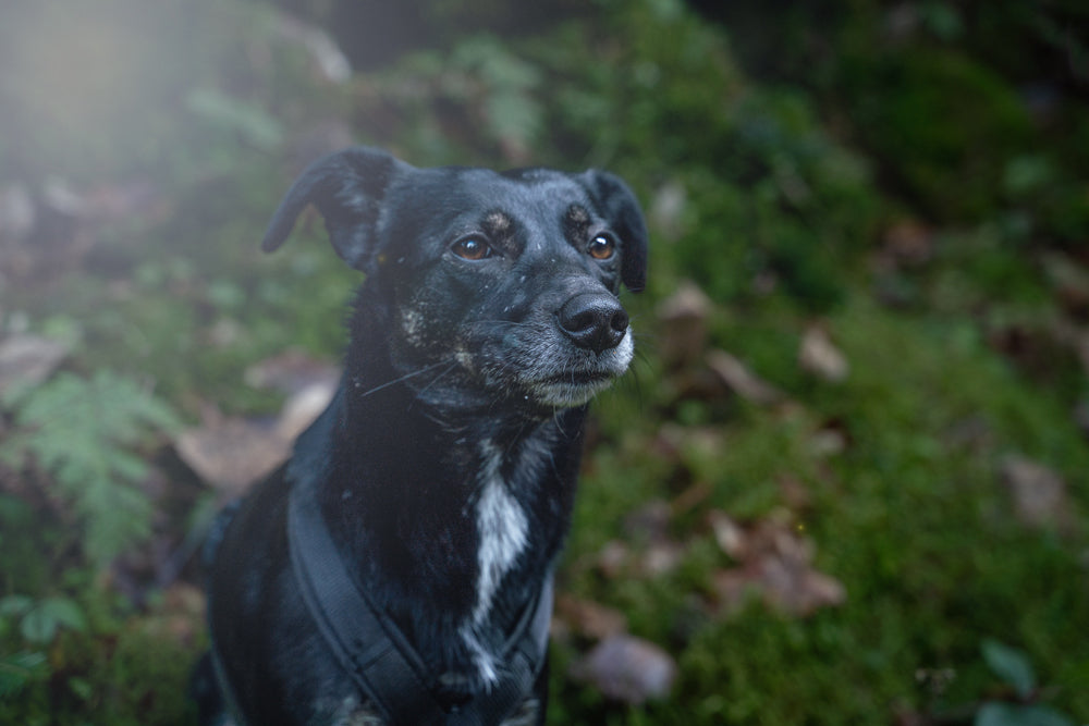 Dein Hund im Fokus: Fotoshooting