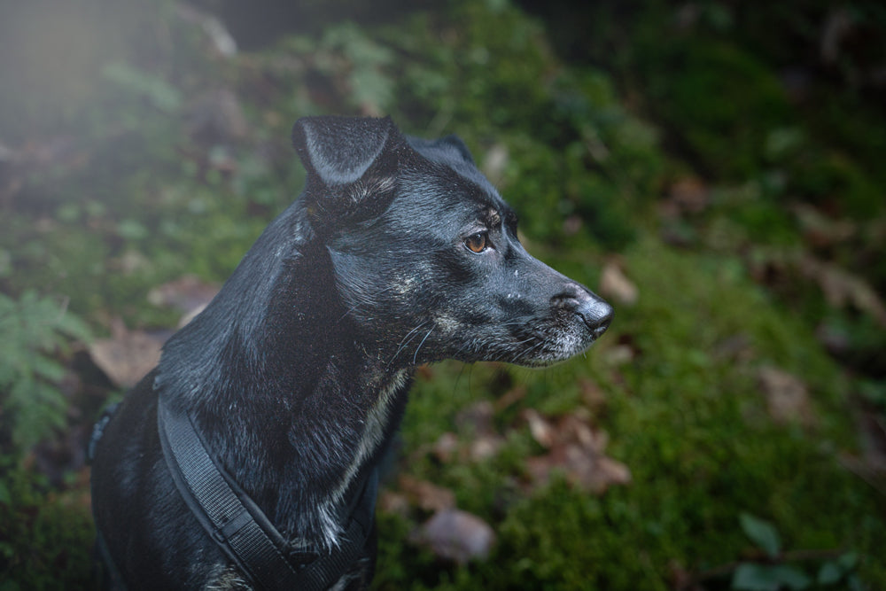 Dein Hund im Fokus: Fotoshooting