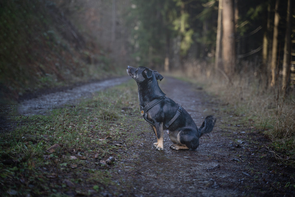 Dein Hund im Fokus: Fotoshooting